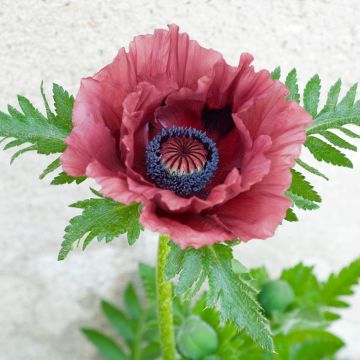 Orientalischer Mohn Patty's Plum - Papaver orientale