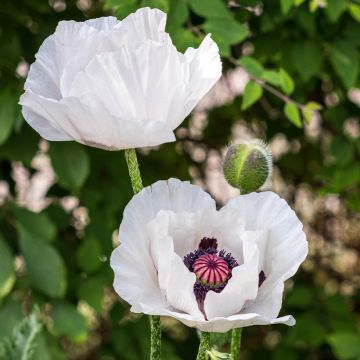 Orientalischer Mohn Perry's White - Papaver orientale