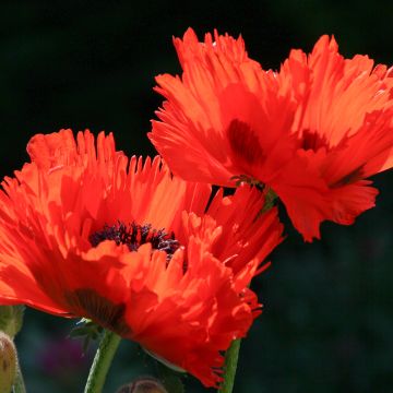 Pavot d'Orient Türkenlouis - Papaver orientale