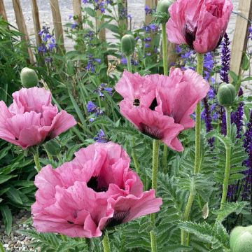 Orientalischer Mohn Pink Perfection - Papaver orientale