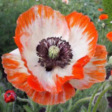 Orientalischer Mohn Place Pigalle - Papaver orientale