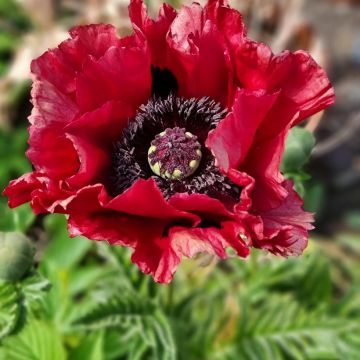 Orientalischer Mohn Red Rumble - Papaver orientale