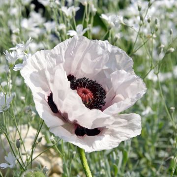 Orientalischer Mohn Snow Goose - Papaver orientale