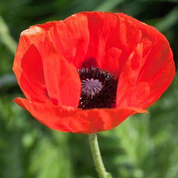 Orientalischer Mohn Allegro - Papaver orientale