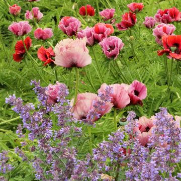 Orientalischer Mohn Haremstraum - Papaver orientale