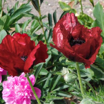 Orientalischer Mohn Royal Chocolate Distinction - Papaver orientale