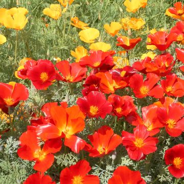 Goldmohn Red Chief (Samen) - Eschscholzia californica