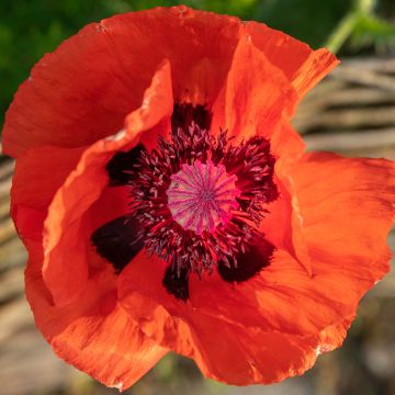 Orientalischer Mohn Brilliant - Papaver orientale