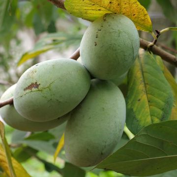 Papau Allegheny - Asimina triloba