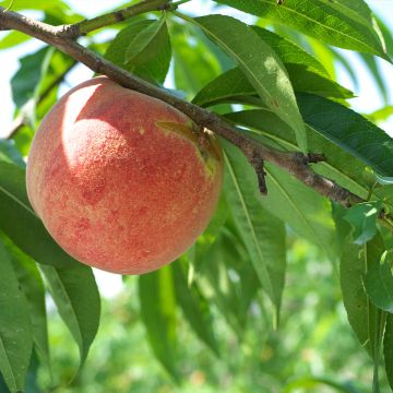 Pêcher Andromède - Prunus persica