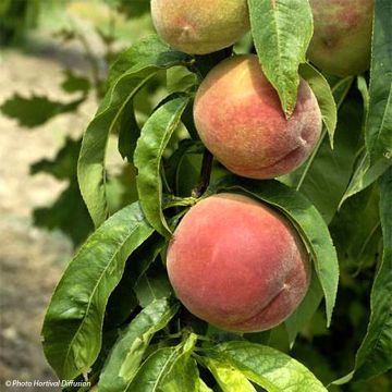 Pfirsich Grosse Mignonne - Prunus persica