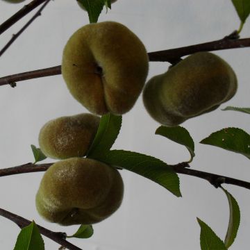 Pfirsich Jalousia - Prunus persica