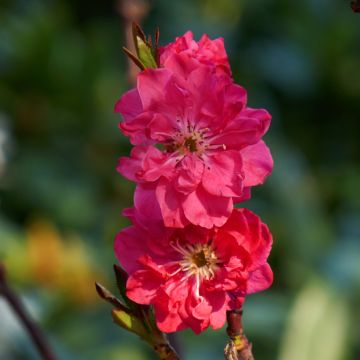 Zierpfirsich Taoflora Red - Prunus persica