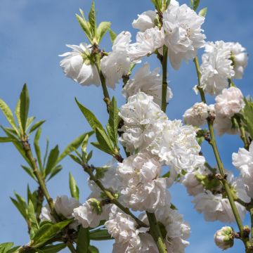 Zierpfirsich Taoflora White - Prunus persica