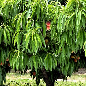 Pfirsich Amber Pix Zee - Prunus persica