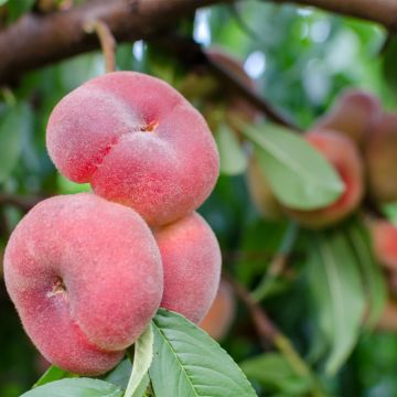 Zwerg-Pfirsich Fruit Me Peach Me Donut - Prunus persica