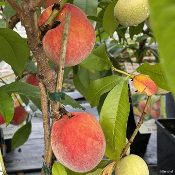 Zwerg-Pfirsich Fruit Me Peach Me Red - Prunus persica