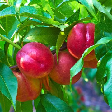 Zwerg-Nektarine Fruit Me Necta Me - Prunus persica