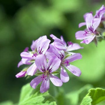 Duftende Pelargonie Atomic Snowflake - Pelargonium