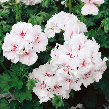 Hängegeranie Blanche Roche - Pelargonium