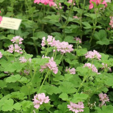 Englische Geranie Attar of Roses - Pelargonium