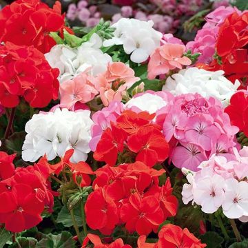 Zonal-Pelargonie Inspire Mix - Pelargonium