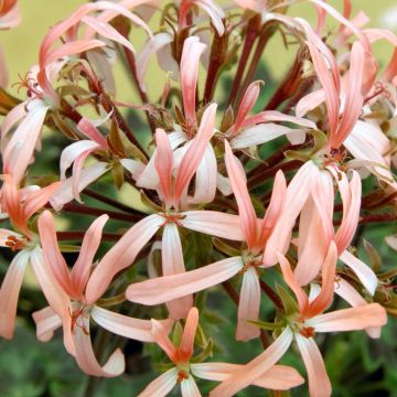 Zonal-Pelargonie Stellar Bird Dancer - Pelargonium