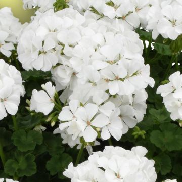 Zonal-Pelargonie TwoinOne White - Pelargonium