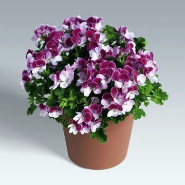 Englische Geranie Angel Eyes Bicolor Purple White - Pelargonium