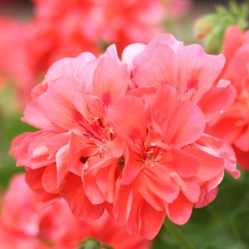 Hängegeranie Double Apricot - Pelargonium