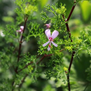 Pelargonium fruticosum