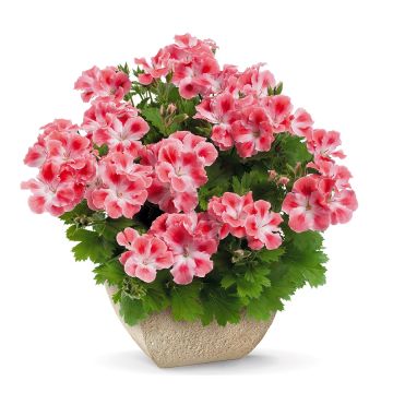 Englische Geranie Candy Flowers Peach Cloud - Pelargonium