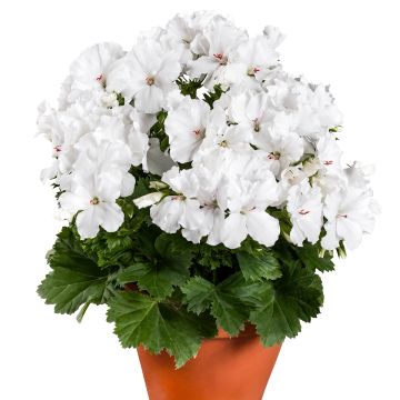 Englische Geranie Candy Flowers White - Pelargonium