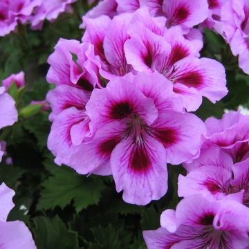 Großblütige Pelargonie Cynthia - Pelargonium