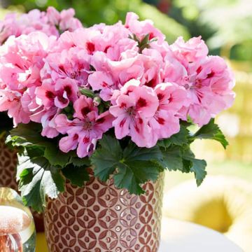 Großblütige Pelargonie Elegance Fenna - Pelargonium