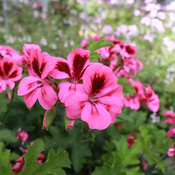 Duftende Pelargonie Brunswick - Pelargonium