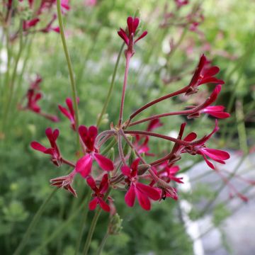 Duftende Pelargonie Deerwood Lavender - Pelargonium