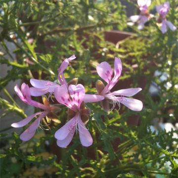 Duftende Pelargonie Filicifolium - Pelargonium denticulatum