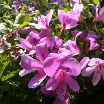 Prince Of Orange - Pelargonium citriodorum