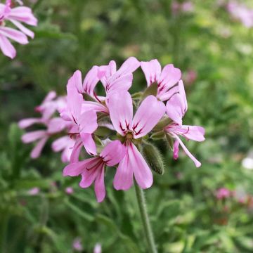 Duftende Pelargonie Robert's Lemon Rose - Pelargonium graveolens