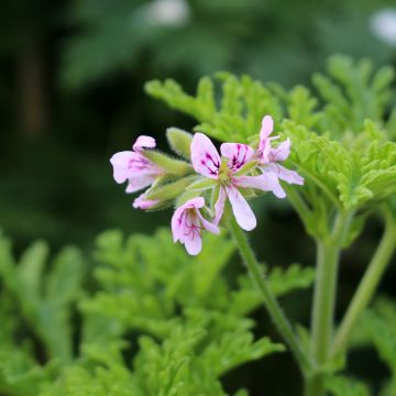 Duftende Pelargonie White Graveolens - Pelargonium graveolens