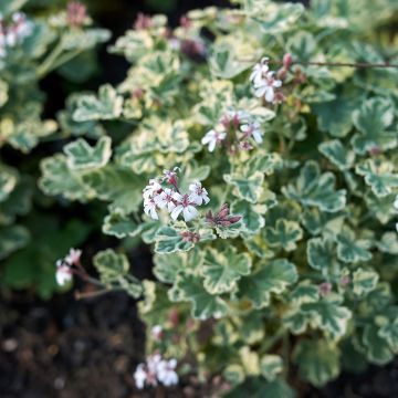 Duftende Pelargonie Variegatum - Pelargonium fragrans