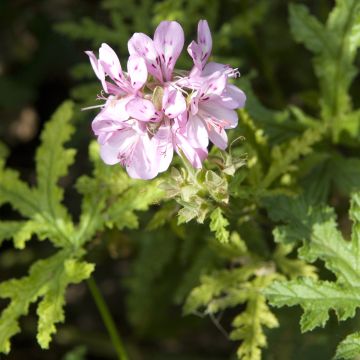 Pelargonium pseudoglutinosum