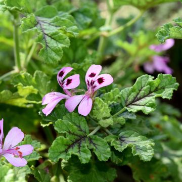 Duftende Pelargonie Royal Oak - Pelargonium quercifolium