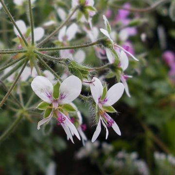 Duftende Pelargonie - Pelargonium tomentosum