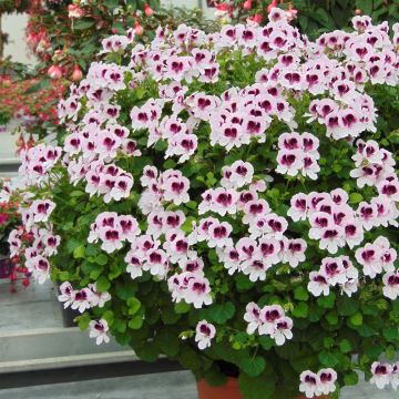 Duftende Pelargonie Mosquitaway Lizzy - Pelargonium