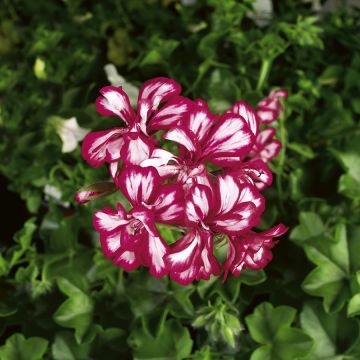 Hängegeranie Mexikanerin/Rouletta - Pelargonium