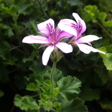 Prince Rupert - Pelargonium crispum