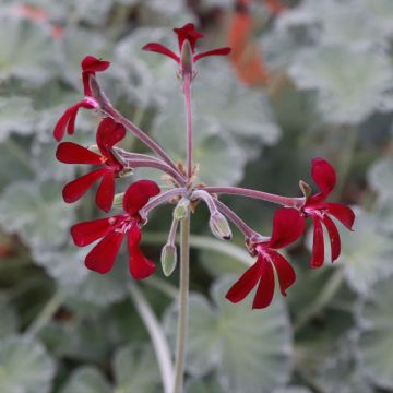 Pelargonium reniforme sidoides