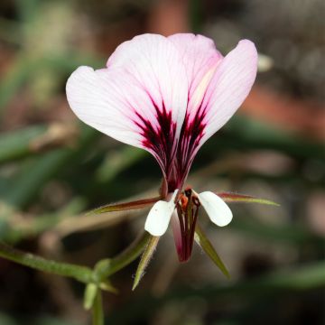 Pelargonium tetragonum